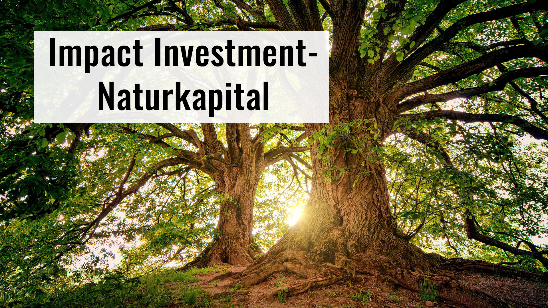 Read more about the article Assetklasse – Naturkapital – Gothaer Asset Management AG